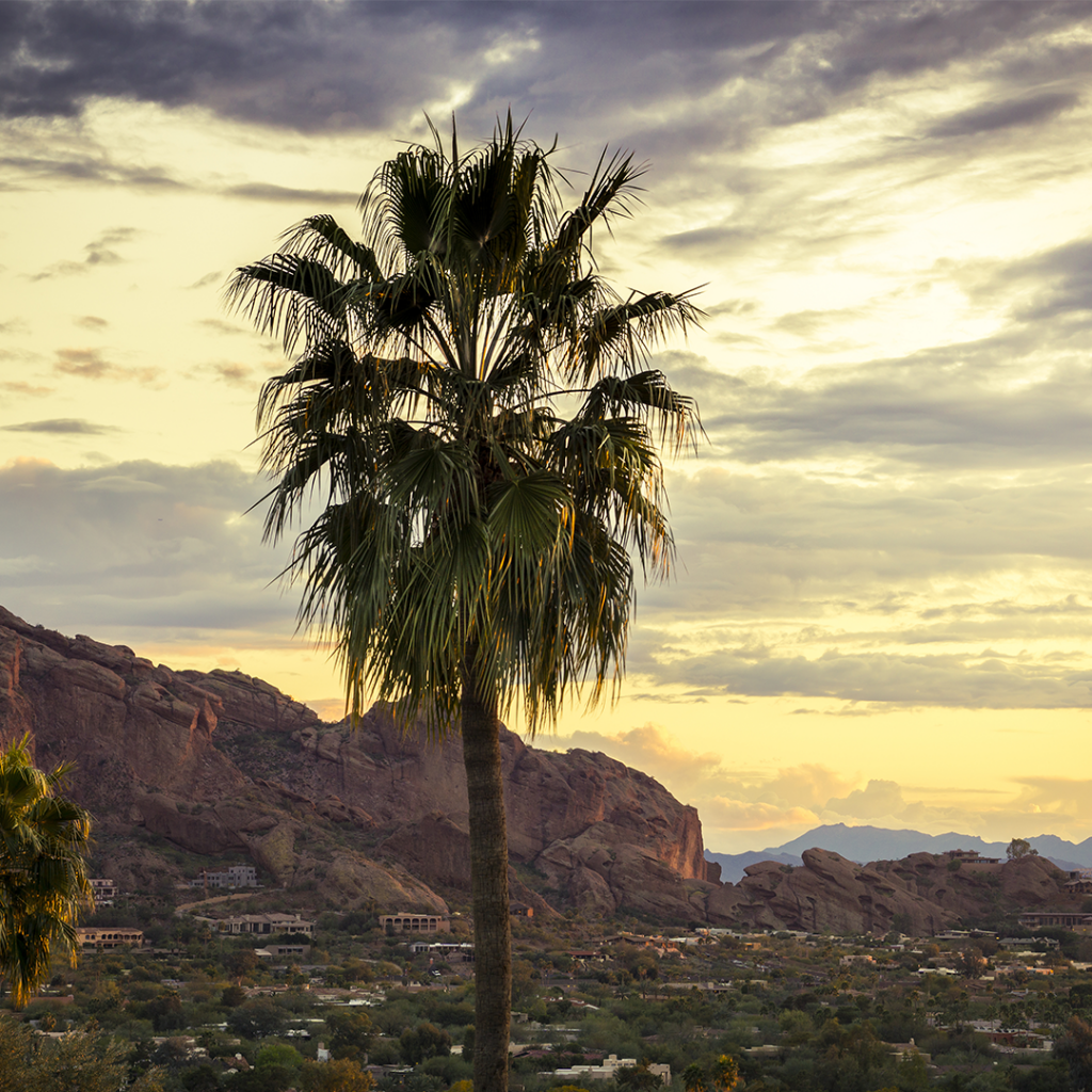 Palm tree against a sunset backdrop of Arizona's mountainous landscape, symbolizing local marketing strategies and the essence of social media engagement.